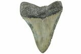 Serrated, Fossil Megalodon Tooth - North Carolina #311847-1